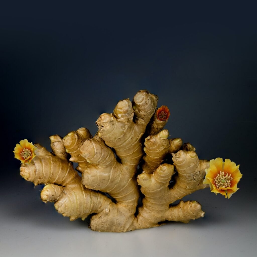 First time ginger cultivation inaugurated in Pakistan ginger cultivation in Pakistan