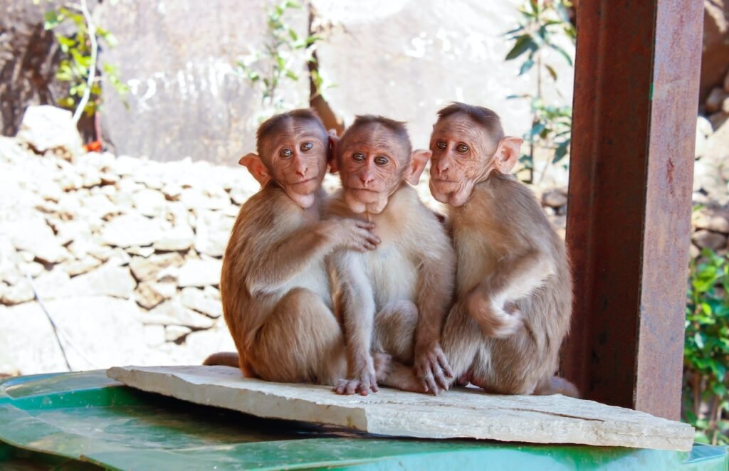 Srilanka Will Sell 1 Lac Monkeys to China Srilanka Will Sell 1 Lac Monkeys to China