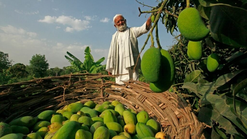 Mango Production in Pakistan Decline by 20% Due to Climate Change: PFVA Mango Production in Pakistan Decline by 20% Due to Climate Change: PFVA