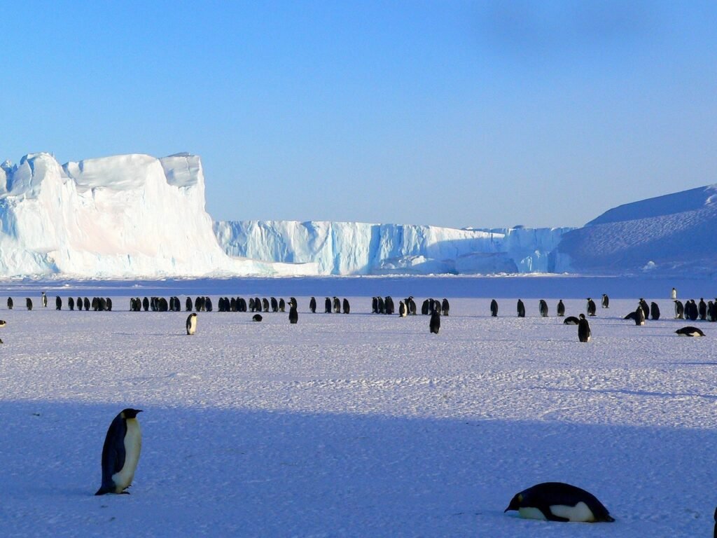 Antarctica – The Only Continent in the World without Bees, Due to Lack of Plants and Trees Antarctica - The Only Continent in the World without Bees, Due to Lack of Plants and Trees