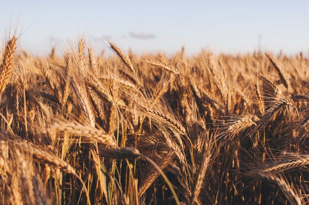 Pakistan Produced Record Wheat Crop of 27.5 Million Tons