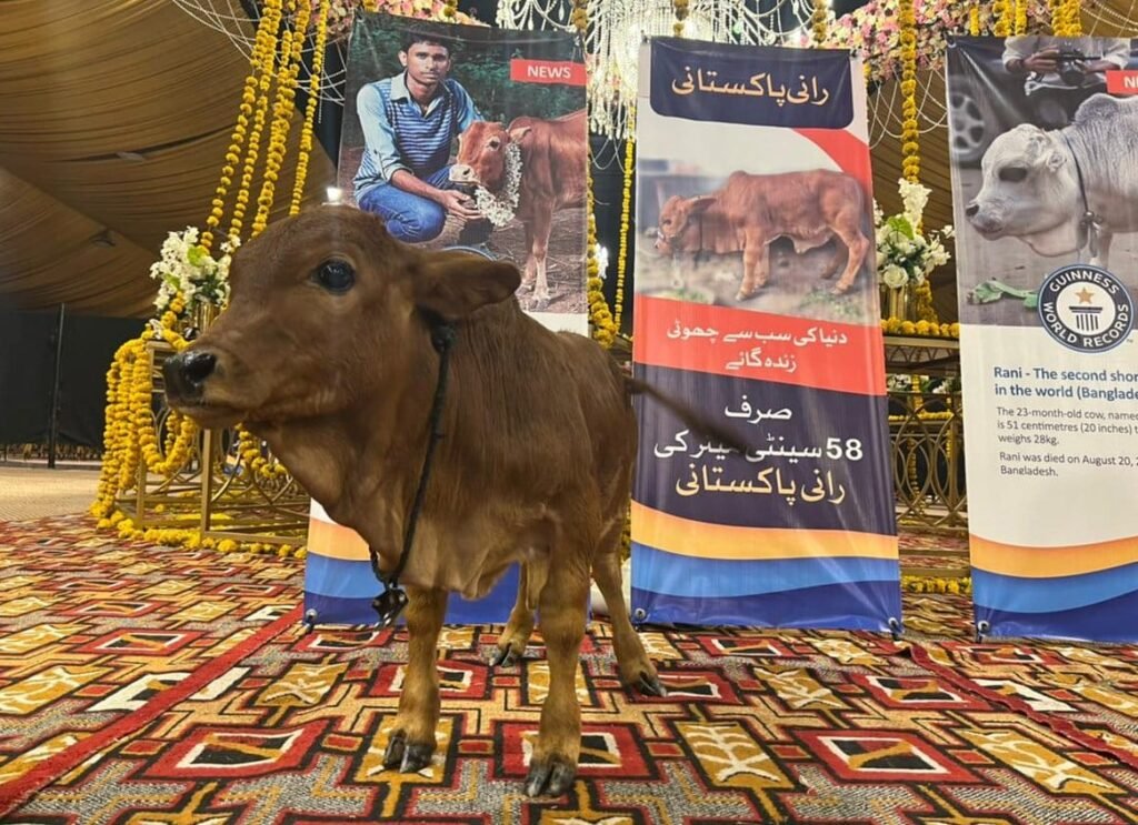 World’s Smallest And Expensive Cow ‘Rani Pakistani’ Exhibited Today
