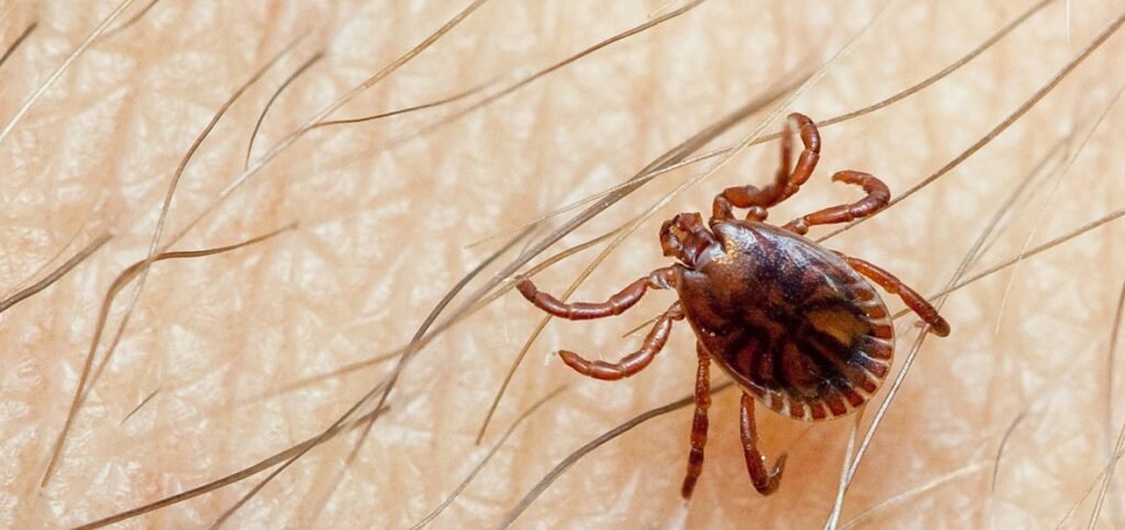 Congo virus outbreak