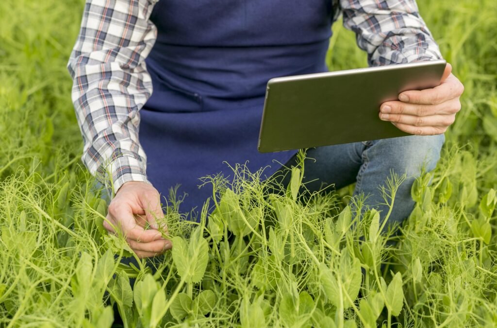 Chinese Intercropping Tech Revolutionizes Pakistan’s Agriculture Chinese Intercropping Tech