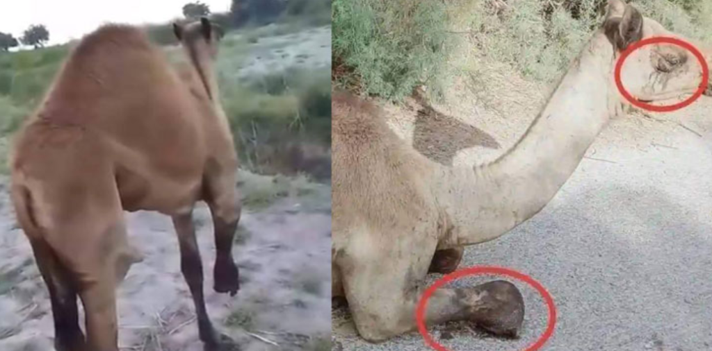 Landlord Chops Off Camel’s Leg in Shocking Incident
