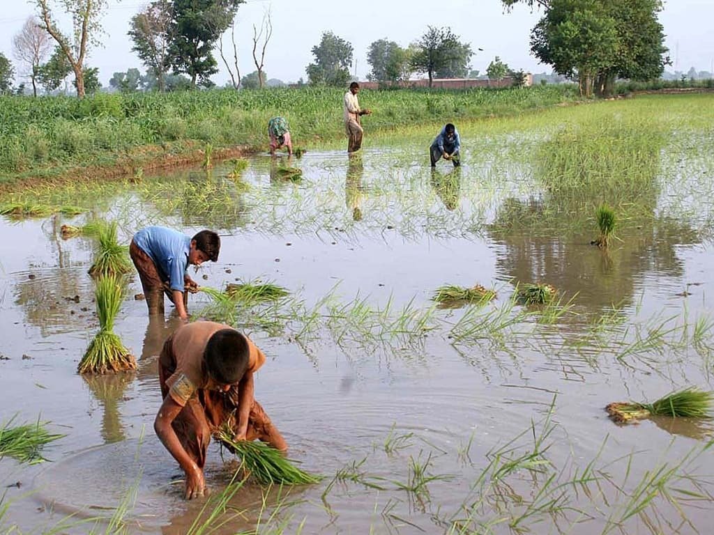 Agri-Exports Could Unlock Billions: Ahsan Iqbal