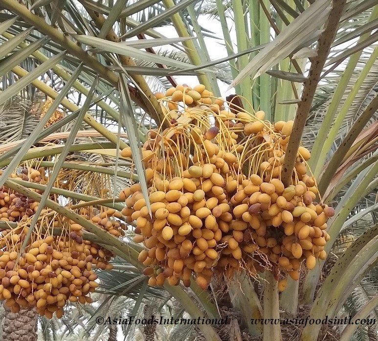 Pakistan’s Dates Earn Rs. 15.7 Billion